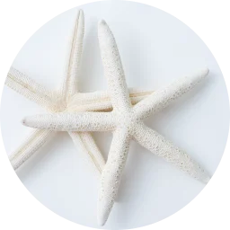 加水分解ヒトデエキス